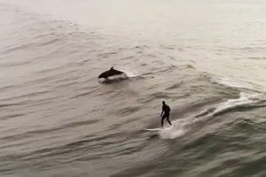 Lumba-lumba bergabung dengan peselancar untuk perjalanan menakjubkan di Ventura