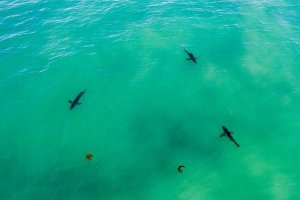 Australia mencoba mengendalikan aktivitas hiu dengan drone