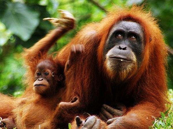 Petugas Aniaya Orang Utan