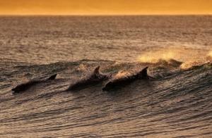 Round 3 J-Bay Open akan berlangsung