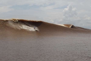 Para surfer menaklukkan sungai Bono