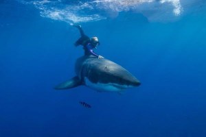 OCEAN RAMSEY : WANITA CANTIK PENAKLUK HIU