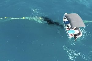 NIAT BAIK MENYELAMATKAN BAYI IKAN PAUS, SURFER INI MALAH KENA DENDA