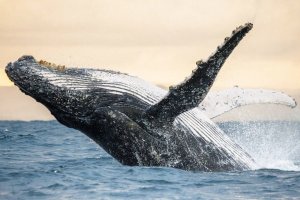 Para Peneliti Mencoba Berkomunikasi dengan Paus Humpback