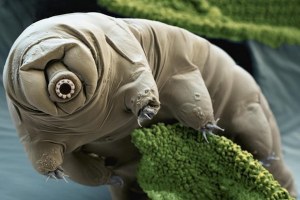 INILAH DIA "TARDIGRADE" MAKHLUK TERKUAT DI DUNIA!