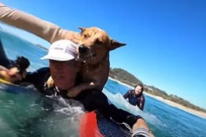 KEJADIAN MENYENTUH KETIKA SEEKOR ANJING MENDATANGI SURFER UNTUK MEMINTA TOLONG