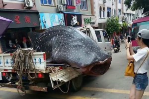 WHATTT!! NELAYAN INI MEMBAWA HIU PAUS MATI DI BELAKANG MOBILNYA UNTUK DIJAJAKKAN KE HOTEL-HOTEL