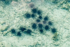 KENALI LEBIH DALAM TENTANG LANDAK LAUT ATAU BULU BABI