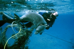 Belajar Bagaimana kamu dapat membantu untuk menyelamatkan laut dari sampah