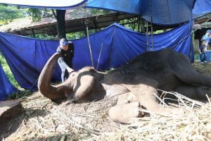 KEBUN BINATANG BANDUNG DISINYALIR TIDAK TERAWAT PASCA KEMATIAN SEEKOR GAJAH