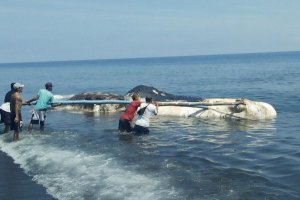 PAUS TERDAMPAR MATI DI BULELENG, DITARIK KEMBALI KE LAUT