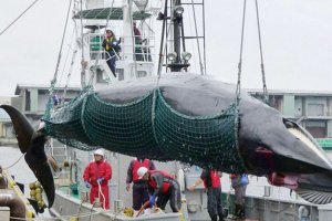 Jepang akan memulai perburuan ikan paus secara komersial pada tahun 2019