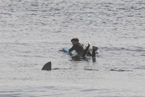 SEORANG SURFER BERHASIL MELARIKAN DIRI DARI SERANGAN HIU