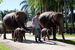 TARO : TEMPAT PARA GAJAH MENCINTAI BALI