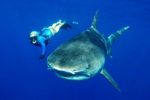 WANITA PEMBERANI FREE DIVING DENGAN TIGER SHARK