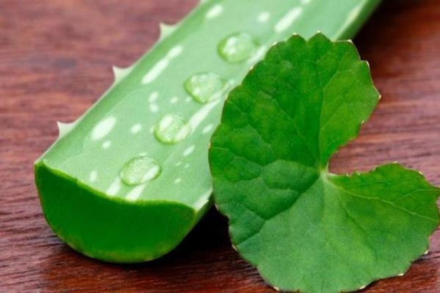 10 Jenis Tanaman Obat dan Khasiatnya untuk Kesehatan