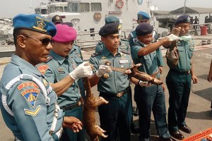 TNI AL MENYITA 223 EKOR TRENGGILING YANG SIAP DISELUNDUPKAN KE MALAYSIA