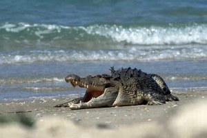 KETAHUI LEBIH DALAM TENTANG BUAYA MUARA