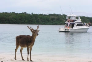 MENJAMAH PULAU PANAITAN UJUNG KULON