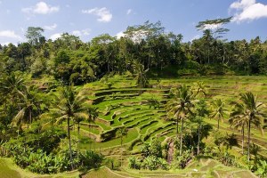 UBUD MASUK KEDALAM DAFTAR KOTA TERFAVORIT VERSI MAJALAH A.S. Travel + Leisure