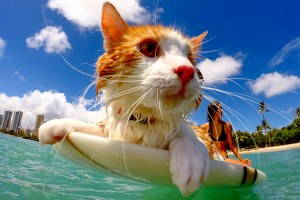 KENALKAN NANAKULI, KUCING BERMATA SATU YANG JAGO SURFING