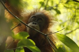 SPESIES ORANGUTAN BARU DITEMUKAN DI SUMATERA UTARA NAMUN TERANCAM KEHILANGAN HABITAT