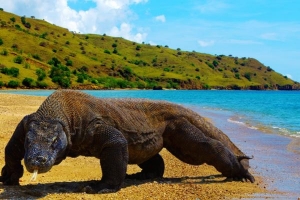 EKSOTISME PULAU KOMODO WAJIB KALIAN SAMBANGI