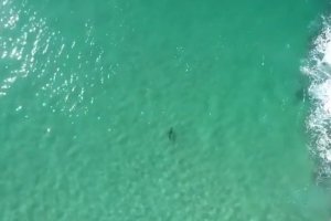 AUSTRALIA MENGGUNAKAN DRONE UNTUK MENCEGAH SERANGAN Hiu KEPADA SURFER