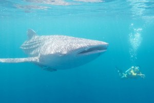 WHALE SHARK MENARIK WISATAWAN DATANG KE NABIRE