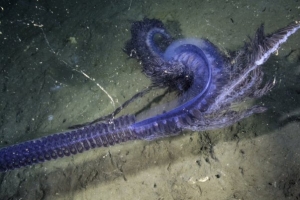 Stunning Siphonophore