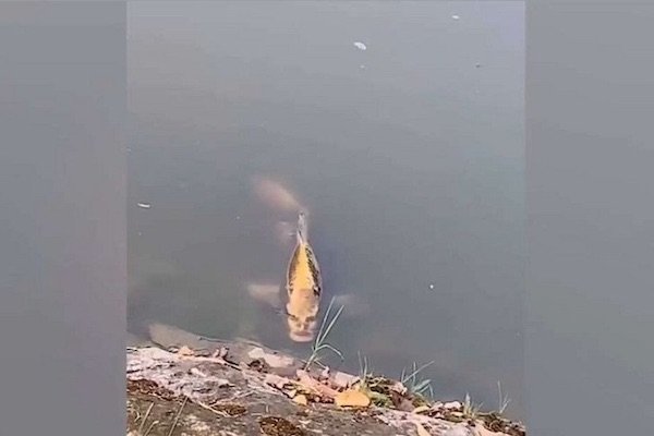 apa itu humanoid