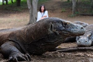 PRO DAN KONTRA : TAMAN NASIONAL KOMODO AKAN DITUTUP UNTUK SEMENTARA SELAMA 1 TAHUN