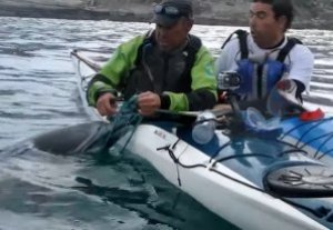 KAYAKER MENYELAMATKAN LUMBA-LUMBA DARI JERATAN JARING-JARING NELAYAN