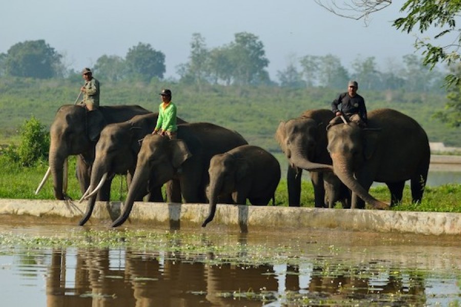 Festival Way Kambas untuk meningkatkan kesadaran konservasi gajah ...