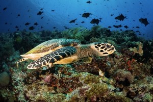 SAMBANGI BUNAKEN SALAH SATU TAMAN LAUT TERINDAH DI DUNIA