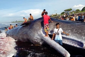 PAUS SEBESAR 16 METER TERDAMPAR DI BALI