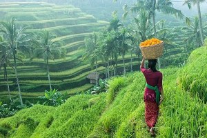 UBUD DIANUGRAHI SEBAGAI SALAH SATU DESTINASI FAVORIT DI DUNIA