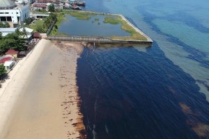 RIBUAN HEKTAR LAUT TERCEMAR AKIBAT PIPA MINYAK BOCOR DI BALIKPAPAN