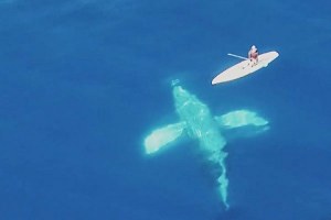 PEMANDANGAN MENAKJUBKAN KETIKA PAUS BERENANG RENANG DIBAWAH PADDLEBOARDER