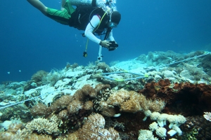 Terumbu karang Bulukumba, Sulawesi terancam punah