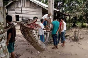 HANYA TERJADI DI INDONESIA! SEORANG PRIA BERANI MELAWAN ULAR PITON RAKSASA SEPANJANG 7 METER!