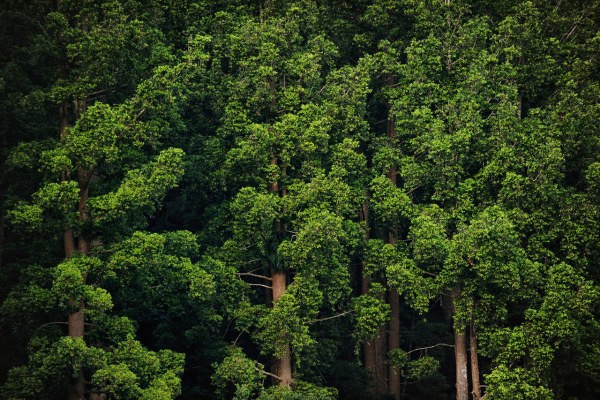 Penebangan pohon di hutan dilakukan dengan sistem