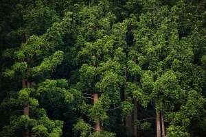 PENTINGNYA MELESTARIKAN HUTAN