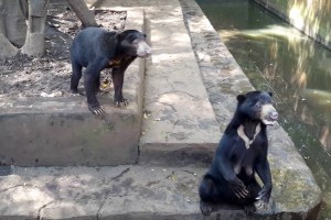 SETELAH GAJAH MATI, KINI BERUANG MADU TERLANTAR DI KEBUN BINATANG BANDUNG