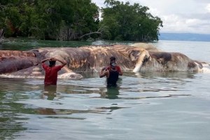 GILA !! DIDUGA CUMI CUMI RAKSASA SUPER BESAR DITEMUKAN DI PANTAI MALUKU