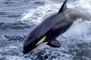 SERANGAN ORCAS DI PANTAI PORTUGIS