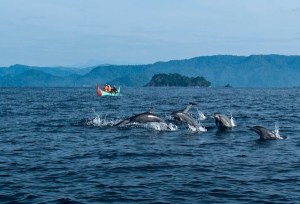 SAKSIKAN LUMBA LUMBA MENARI DI LAUTAN BEBAS TELUK KILUAN