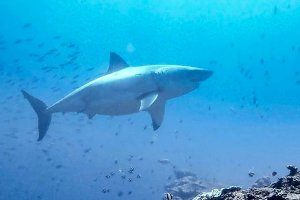 HIU PUTIH SEBESAR 5 METER BERKELIARAN DI BALI