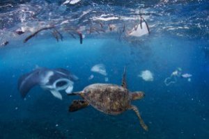 THE SWIM : MENGUAK Sejarah pulau sampah di Pasifik