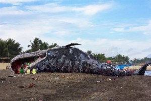 PATUNG IKAN PAUS TERBUAT DARI PLASTIK INI BERTUJUAN MENYADARKAN KITA SEMUA